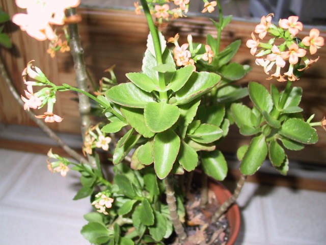 kalanchoe flowering plant blooming houseplant sensitive meaning length short reply
