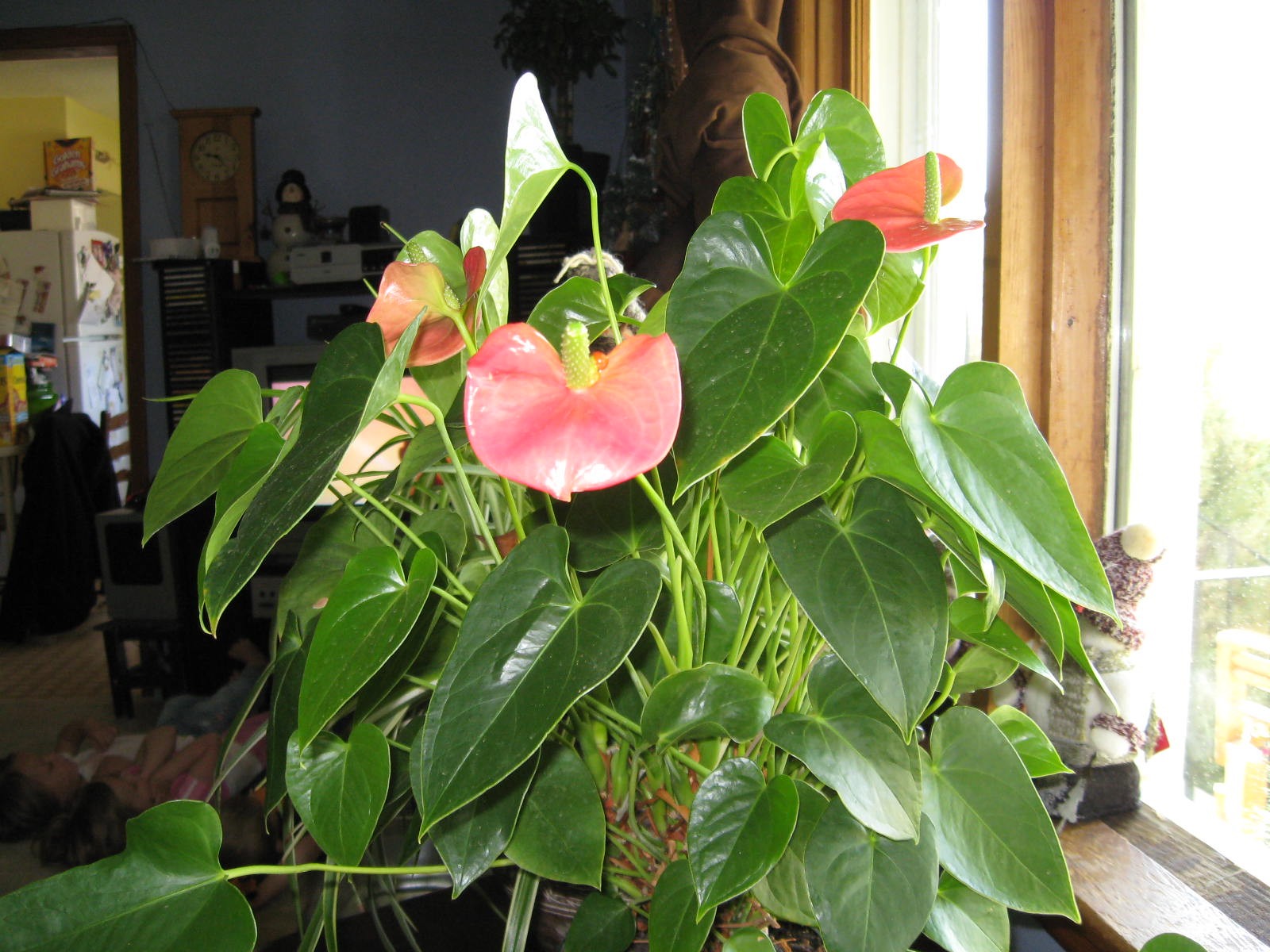 Heart shaped leaves