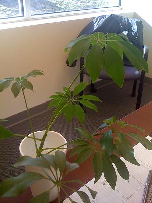 schefflera plant clipping