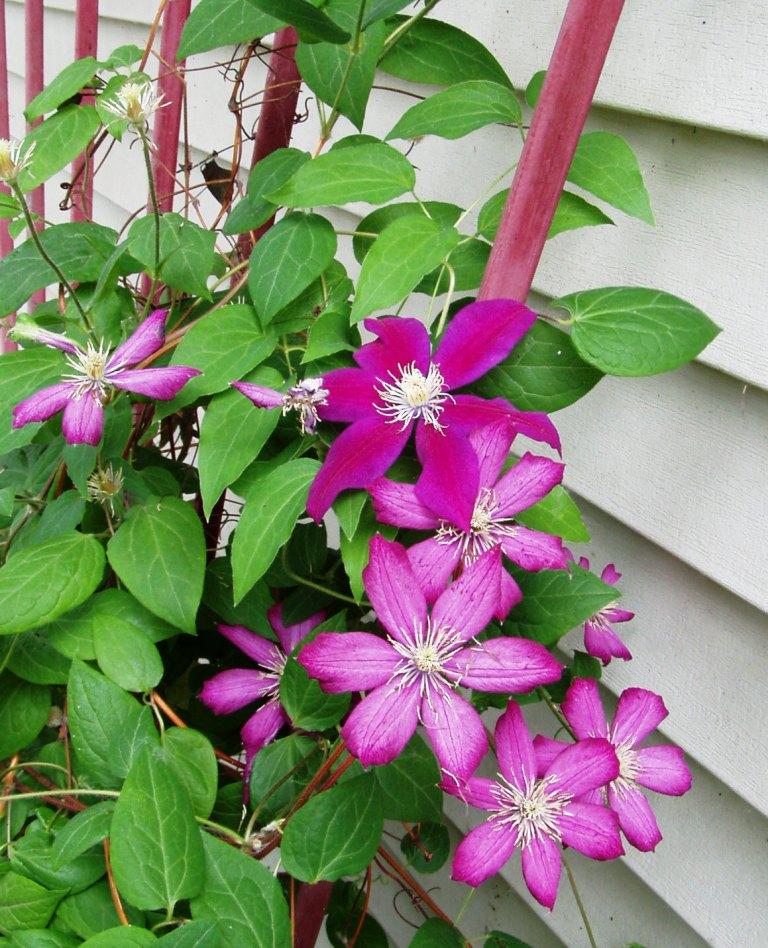 flowering vines clematis Clematis Vine Star Is Flowering Called Shaped