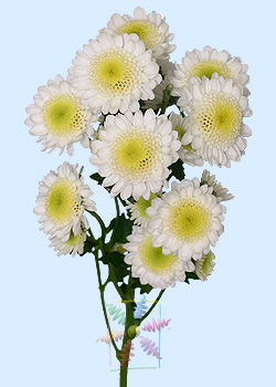 Chrysanthemum Cushion Related Keywords amp; Suggestions  Chrysanthemum 