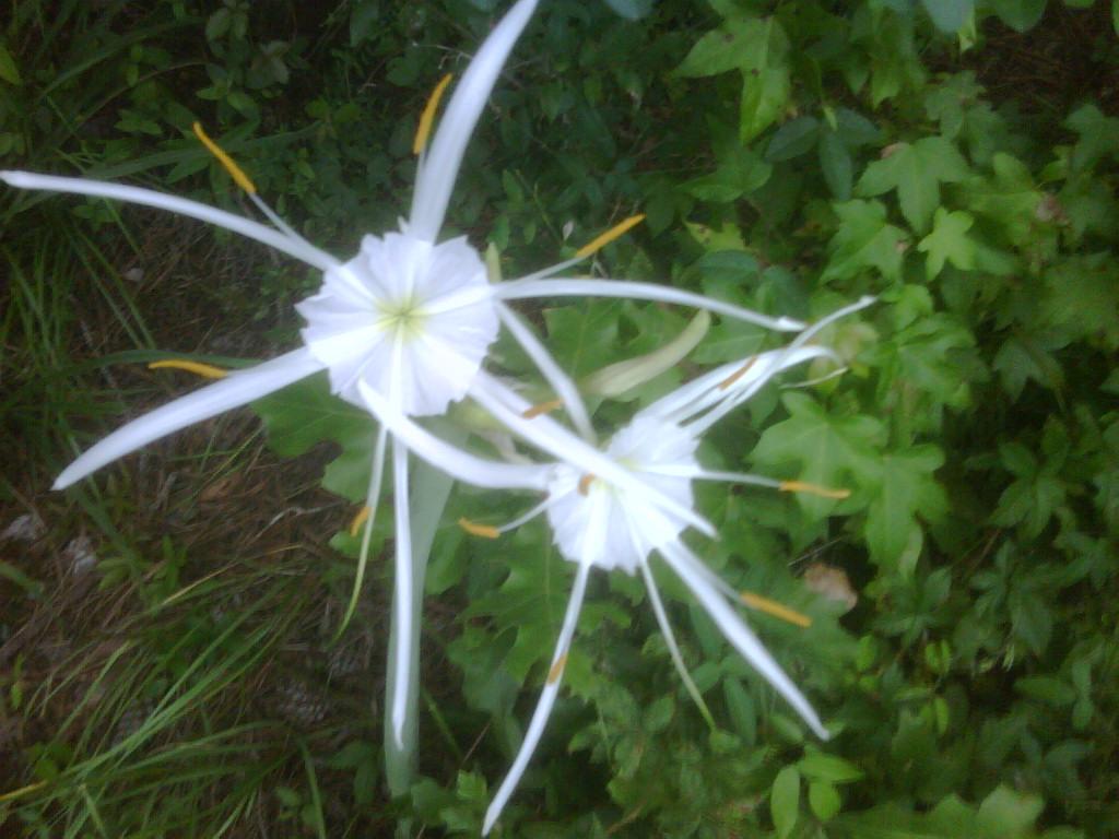 spider lilies plant