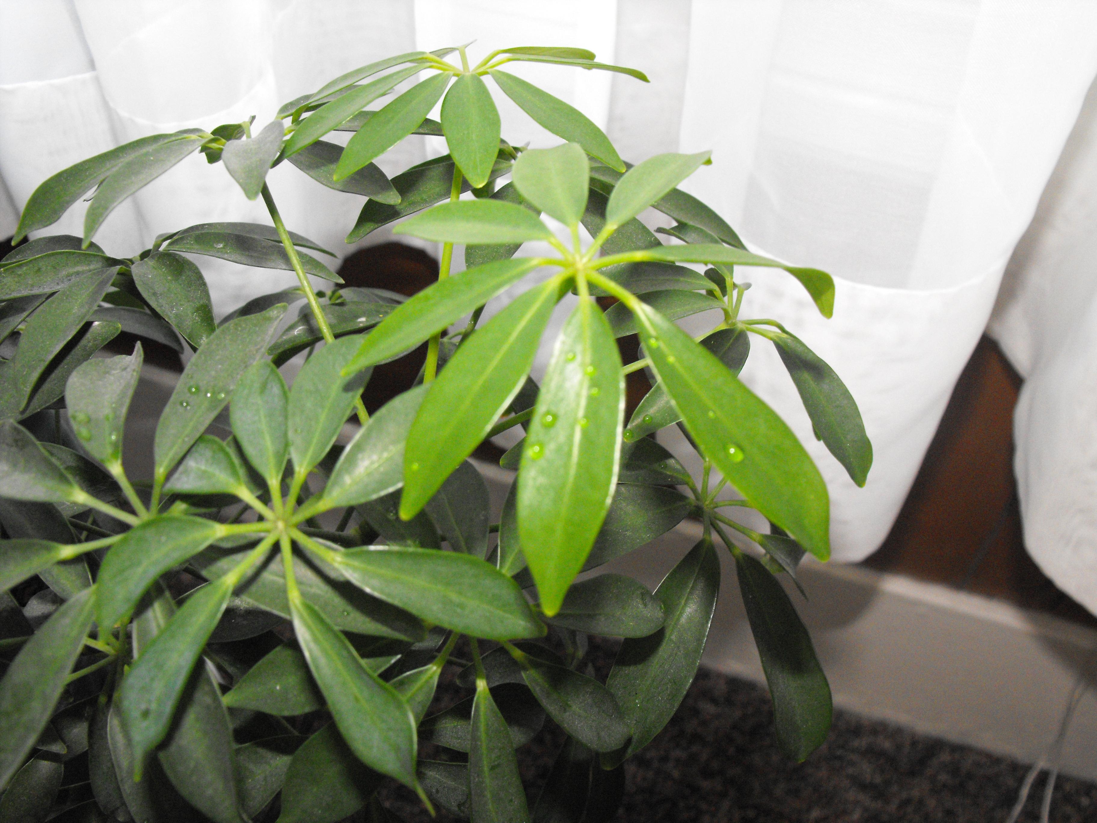 How To Care For Schefflera Arboricola - Schefflera English