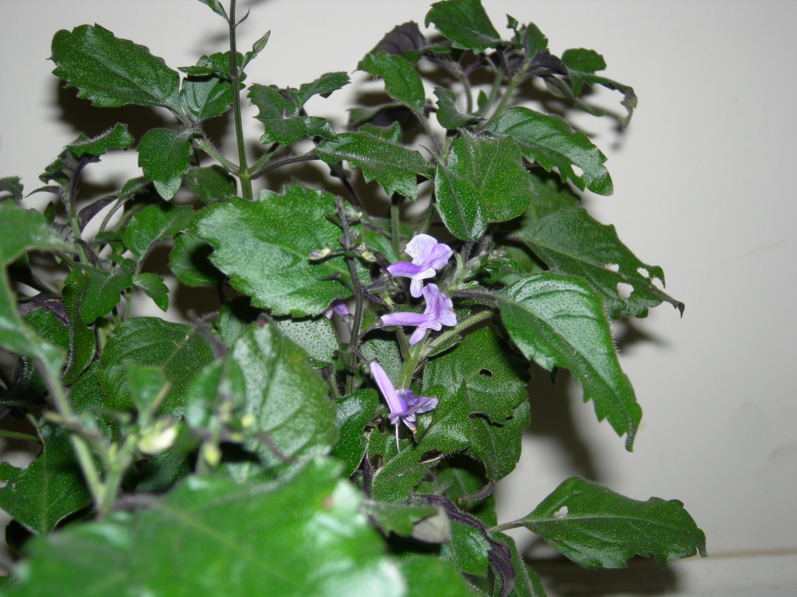 Plectranthus Bloom