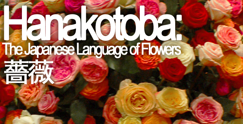 http://www.flowershopnetwork.com/blog/wp-content/uploads/2010/11/hanakotoba-flower-meanings.jpg