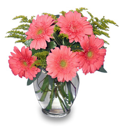Daisy Flower Picture on Simply Click An Arrangement Above And Add A Sending Zip Code  Flower