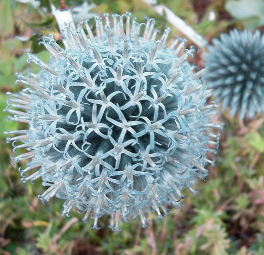 Globe Thistle creates lovely wedding bouquet accents