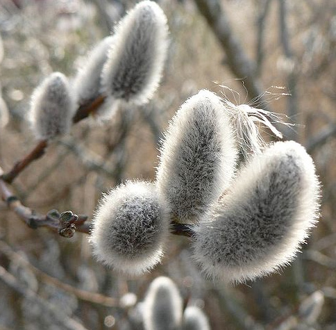 It's stems are covered in fuzzy white blooms and can come in yellow red 