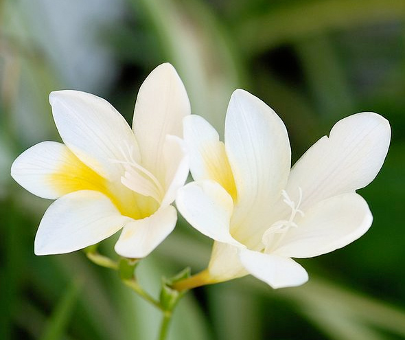 White Freesia Freesia is a fantastic flower to use in wedding decor