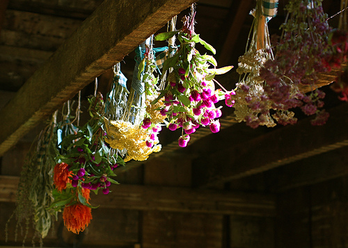 Drying flowers