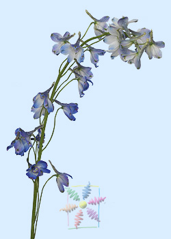 Delphiniumbelladonna Flowers on Delphinium Flower Information   Delphinium Cut Flower   Flower Shop