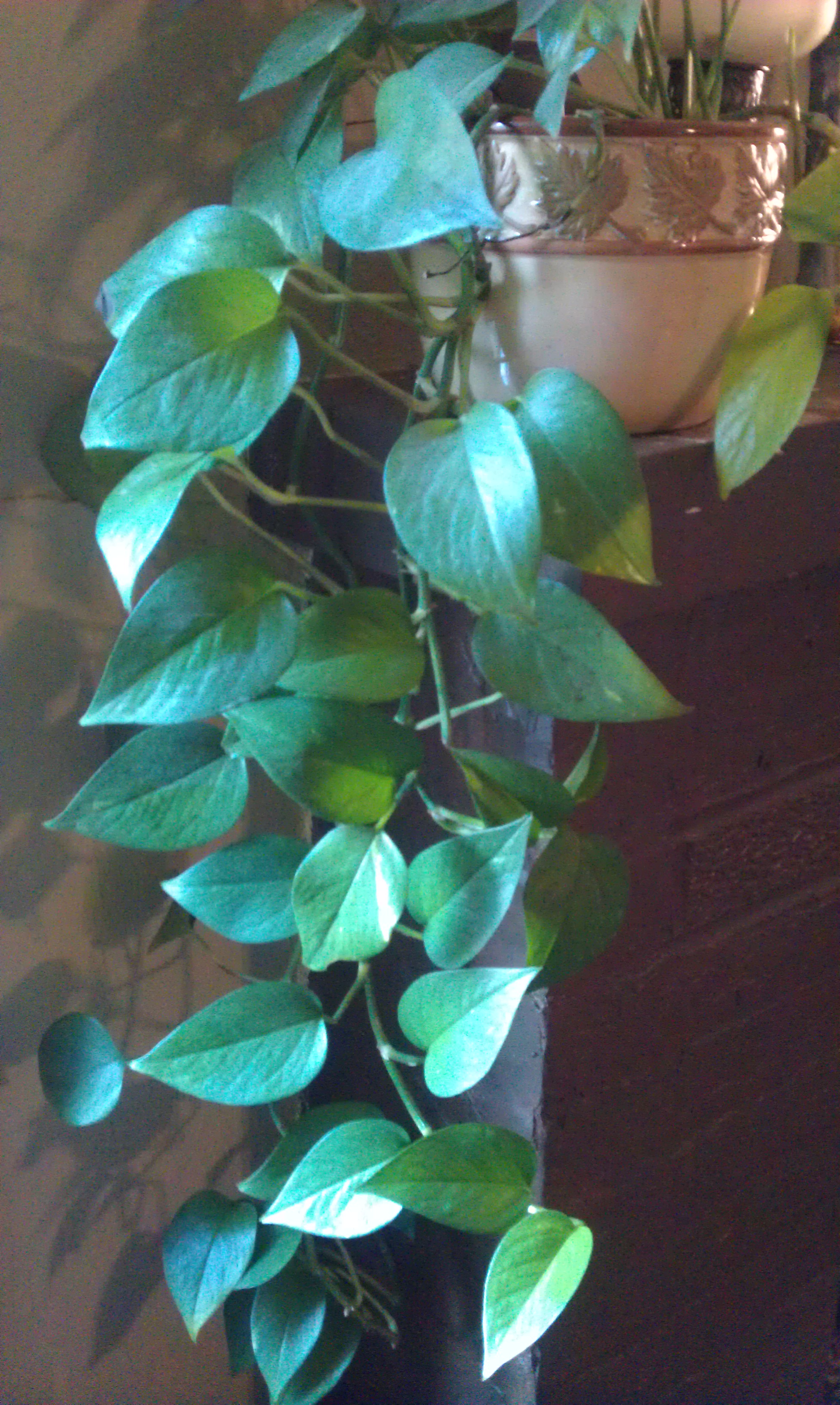 golden pothos flower