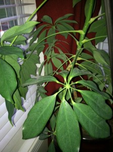 House Plant Identification – Help!