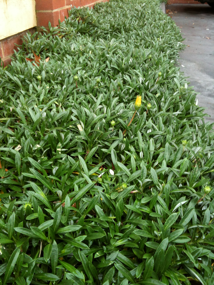 8 evergreen vines flowering zone this? flowers is Evergreen plant Yellow ground plant â€“ cover? What