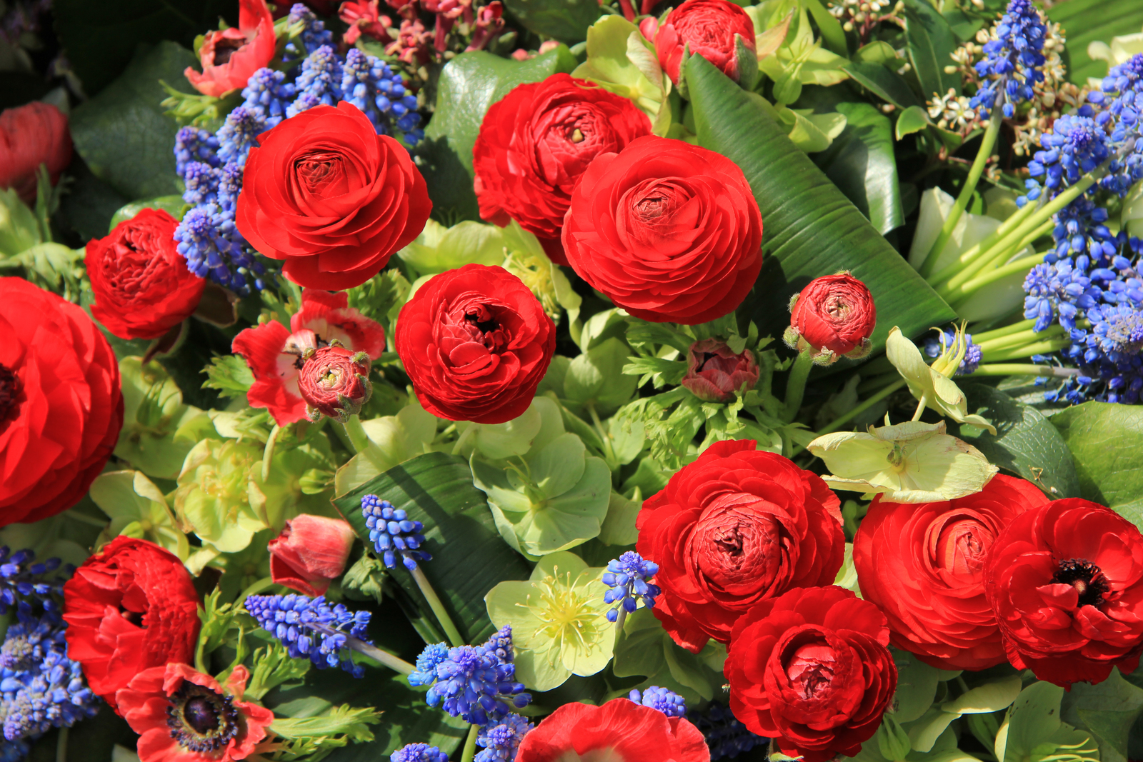 flower spotlight ranunculus