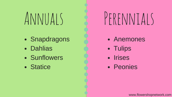 Annuals VS Perennials: What’s the Difference?