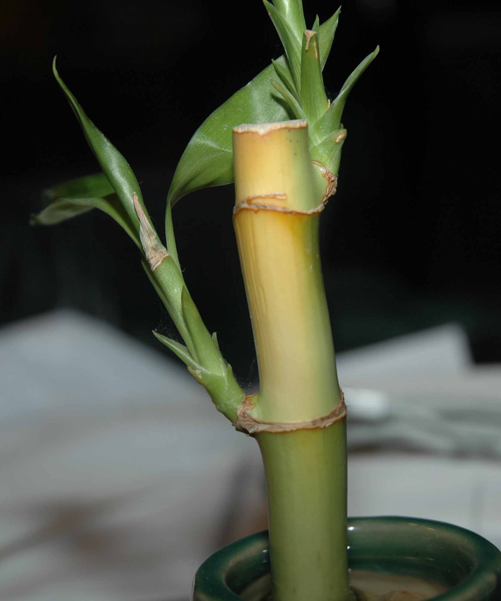 Why Is Lucky Bamboo Turning Yellow?