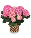 Hydrangea potted plant.jpg