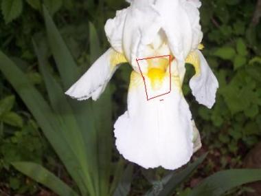 White Bearded Iris Bloom