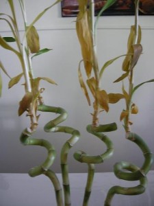 Lucky Bamboo With Yellow Leaves
