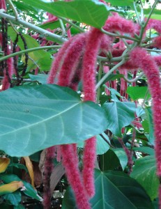 acalypha-hisponiolae