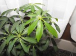 Schefflera