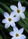 spring-starflower