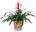 Bromeliads Add Flare To Fall Decor