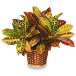 Colorful Croton Houseplant