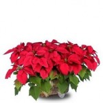 Perk Up The Holidays With Holiday Poinsettias