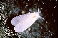 whitefly