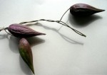 Milkvine Seed Pod