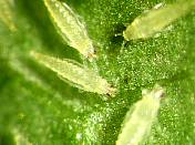 Thrips