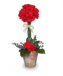 "Fiery Red Topiary" Fathers Day Flowers