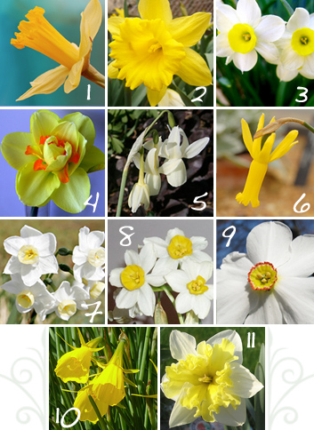 Types of Daffodils