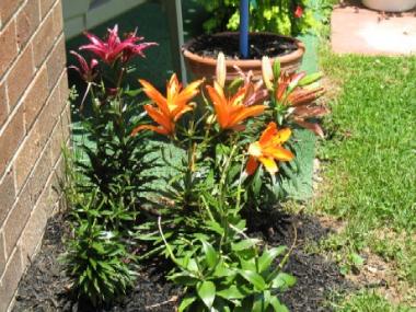 Group of LA Hybrid lilies