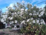 Montanoa grandiflora Shrub