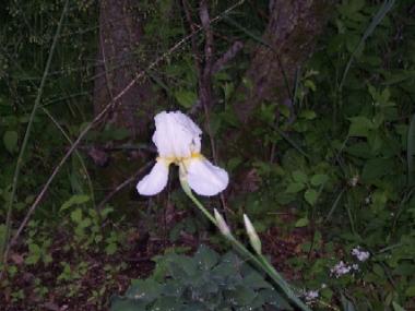 White bearded Iris