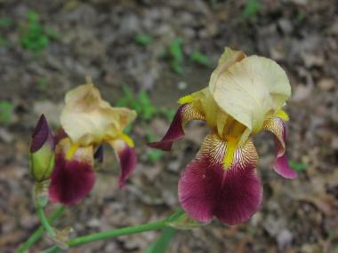 Bearded Iris