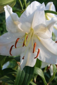Lily With Pollen