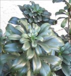 euphorbia