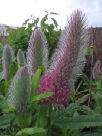 Ptilotus Pink mulla mulla Lamb’s Tail