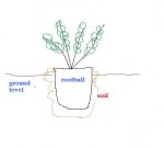 Planting An Azalea