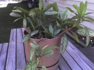 Chinese Evergreen