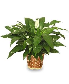 Peace Lily (Spathiphyllum clevelandii