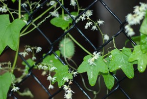 California Vine With Small White Flowers
