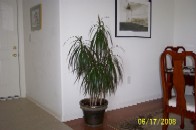 Dracaena marginata plant in a living room