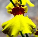 Oncidium Bloom