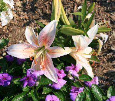 Salmon Star Oriental Lily