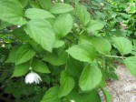 Philadelphus